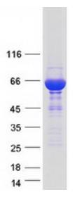 SDS-PAGE (STXBP1-3600H).jpg